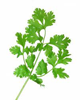 Cilantro