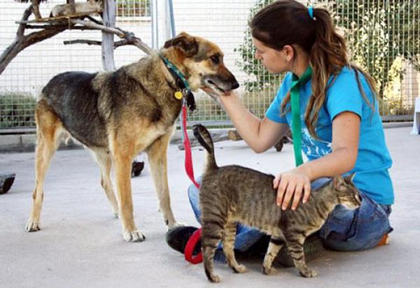 Murcia se responsabiliza con los animales