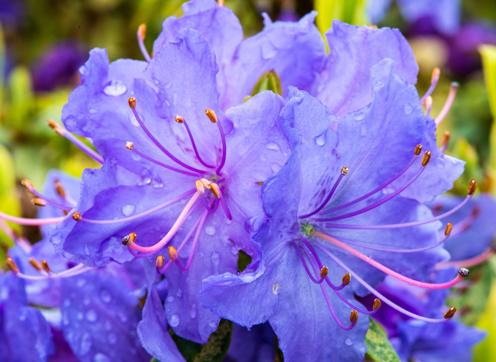 ¿Qué son las flores de bach y para qué sirven?