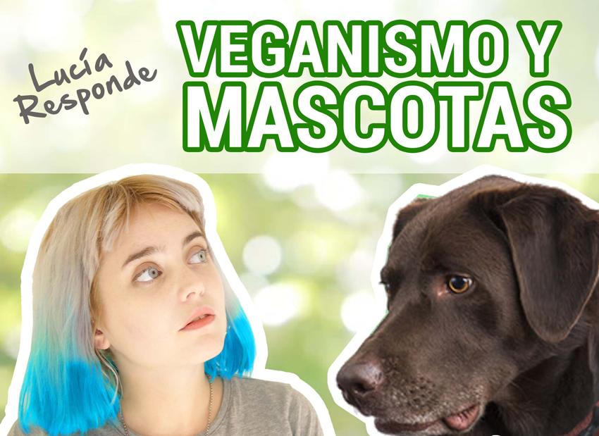 Todo sobre Veganismo y mascotas: Piensos, perros guía y más
