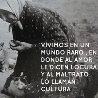 Que le dais a vuestras mascotas;¿ pienso vegano? o ¿ pienso con restos de animales sin vida?