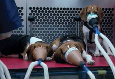 Stop the Beagle puppy animal testing farm!