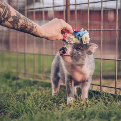 problemas sociales de una vegetariana