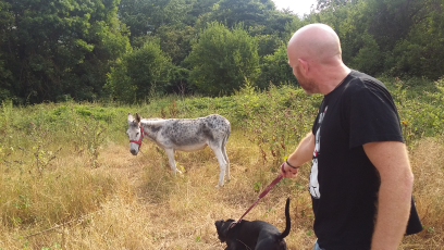 burro malcuidado