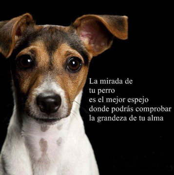 un poco d humor...perruno