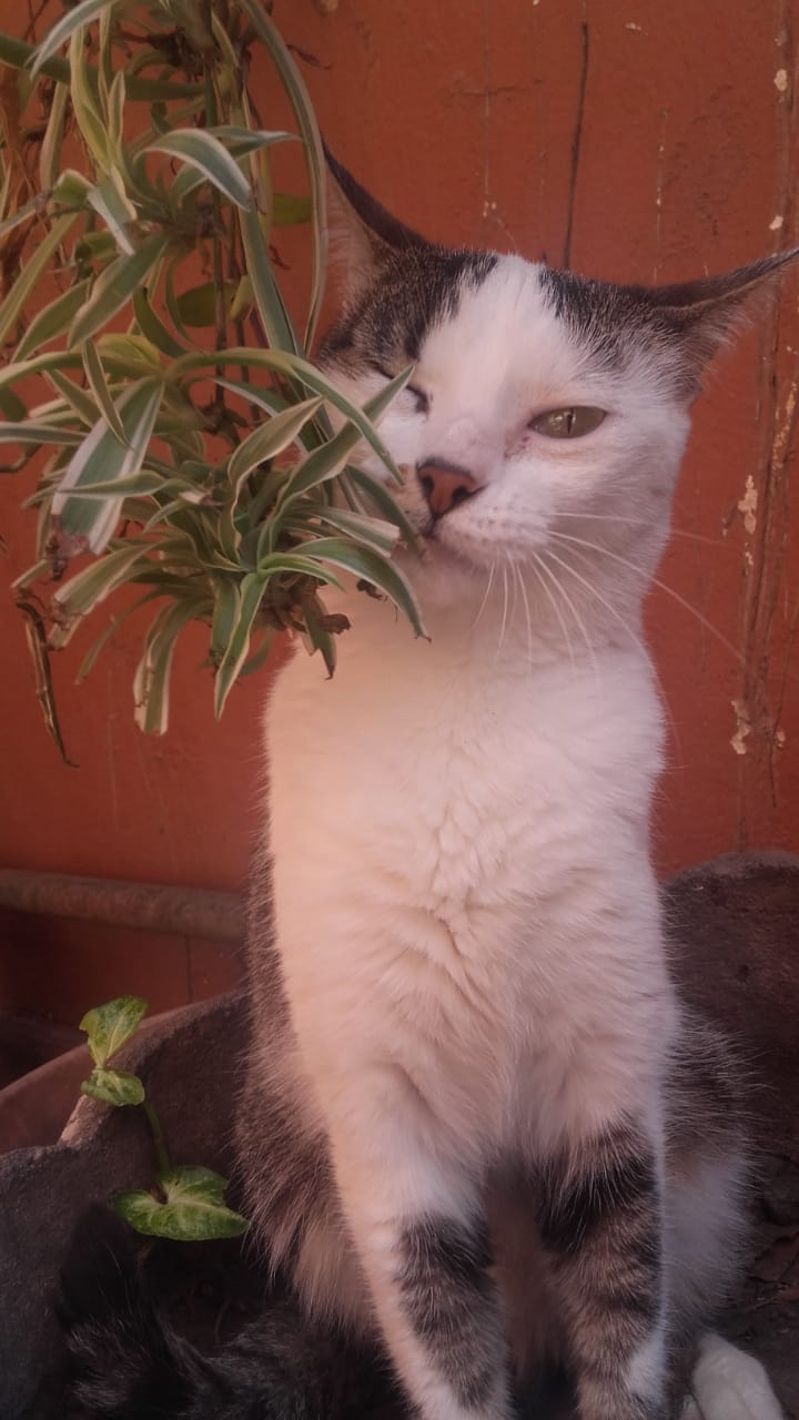 Mi madre esconde carne en las comidas.