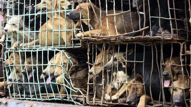 Help Shut Down The Illegal Dog Meat Trade In Thailand.
