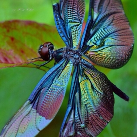 Dragonfly